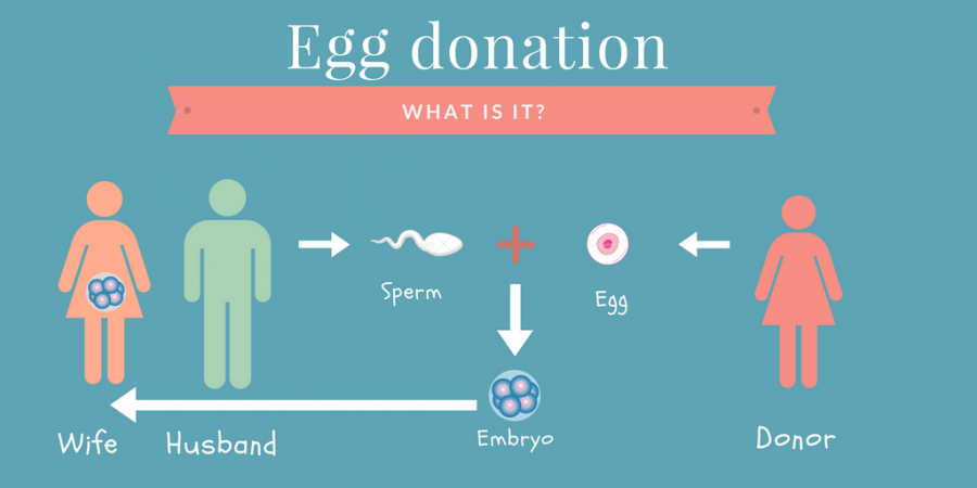Best Egg Donation IVF Treatment in Thane